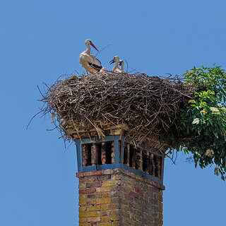Cerknica - Storks